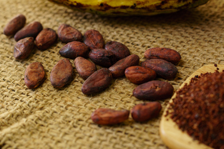 Cacao beans and cocoa fruit, cacao nibs on backgroundの写真素材