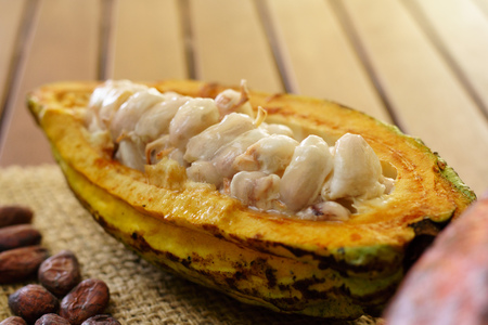 Raw cocoa fruit, cacao beans on wooden tableの写真素材