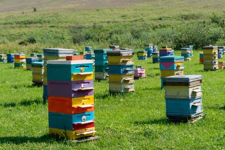 Hives in an apiary with bees flying to the landing boards. Apiculture, Altai, Russia