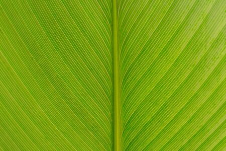 Tropical bright green leaf texture for backgroundの写真素材