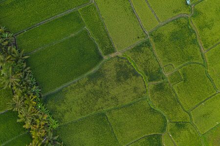 Rice field from drone. Top view. Nature backgroundの写真素材