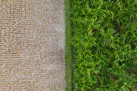 Dry rice field, hot season. Drought at rice plantation and palms backgroundの写真素材