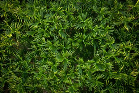 Palms from aerial view. Green nature background.の写真素材