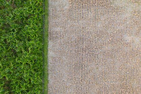 Rice field no water, hot season. Drought at rice plantation and palms backgroundの写真素材