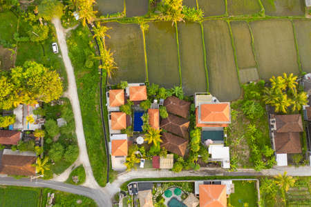Green rice fields, villas, palms. Ubud, Bali, Indonesia.の写真素材