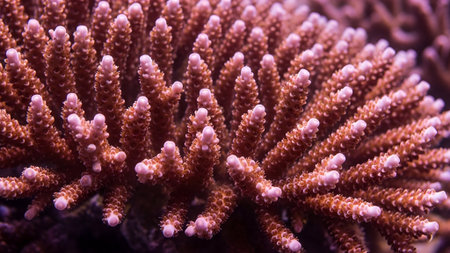 Detailed close-up of pink staghorn coral, showcasing its intricate branching structure and delicate polyps in a marine environment. Soft lighting highlights the coral's texture.の素材
