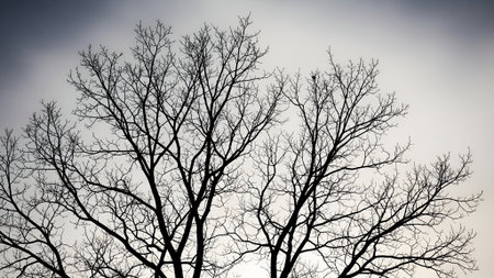 A striking composition of a leafless tree's intricate branches silhouetted against a dramatic, cloudy winter sky, conveying a sense of dormancy.の素材