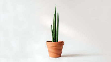 A solitary Sansevieria, or snake plant, stands tall in a terracotta pot against a clean white backdrop, emphasizing simplicity and natural beauty.の素材