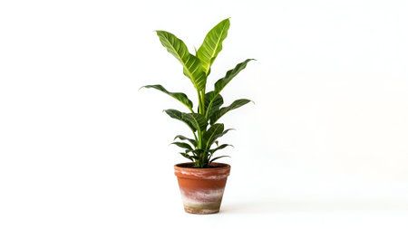 A single, lush Spathiphyllum plant with glossy green leaves stands in a rustic, weathered terracotta pot. Studio shot isolated on a clean, bright white background.の素材