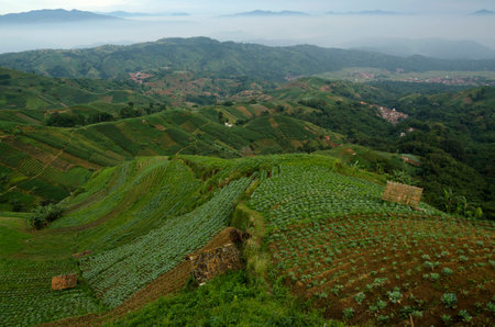 The agricultural area of farm field on hill