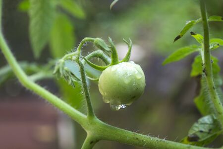 Ranti or lenca (Solanum nigrum edit) are plants belonging to the eggplant tribe (Solanaceae) whose fruit is known as a vegetable and is also a medicinal ingredient.の写真素材