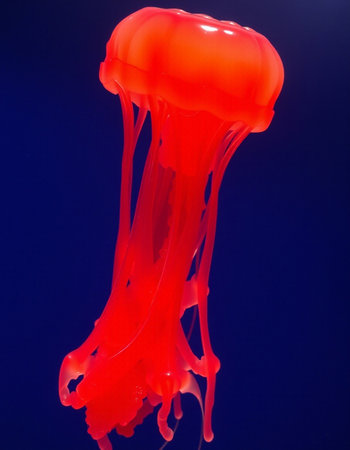 Red jellyfish swimming in the water. Studio shot on dark blue background.の写真素材