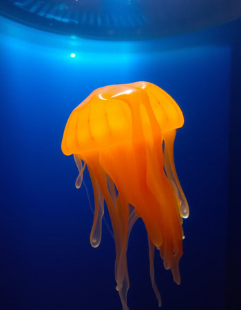 Jellyfish in the aquarium, close-up on a blue backgroundの写真素材