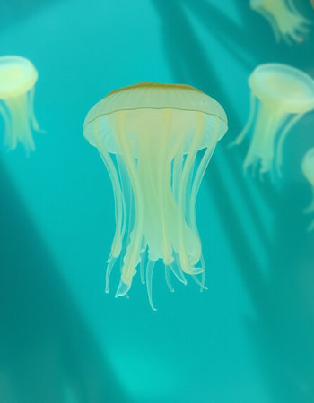 Jellyfish swimming in the water, underwater photo of a marine animalの写真素材