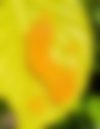 blurred yellow and green background with copy space for text or imageの写真素材
