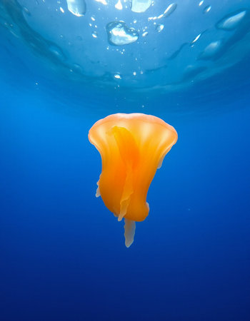 Jellyfish swimming in the deep blue ocean. Underwater photographyの写真素材