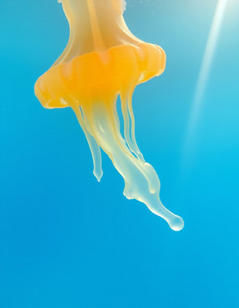 Yellow jellyfish on a blue background. Close-up photo.の写真素材
