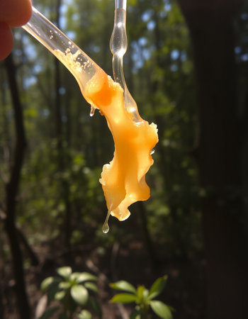 Honey dripping from a pipette in the forest, close upの写真素材
