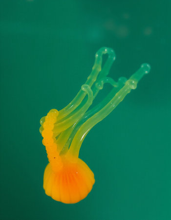 Colorful jellyfish floating in the water, closeup of photo