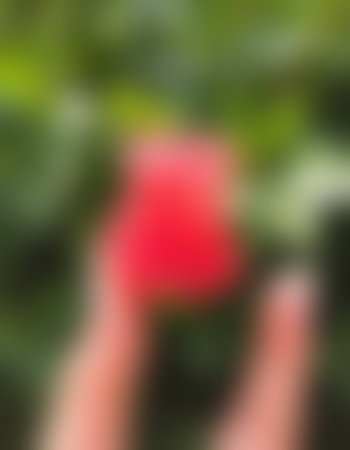 blurred background of red rose and women's legs in the gardenの写真素材