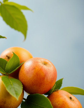 Ripe apricots with green leaves on a blue background.の写真素材