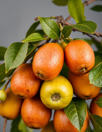 Loquat fruit on a branch with green leaves and fruits.の写真素材