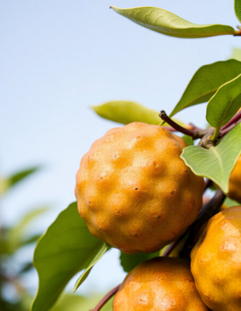 Kaffir lime fruit on tree in the orchard, Thailand.の写真素材