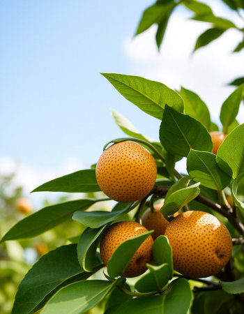 Ripe tangerines on a tree branch in the orchardの写真素材