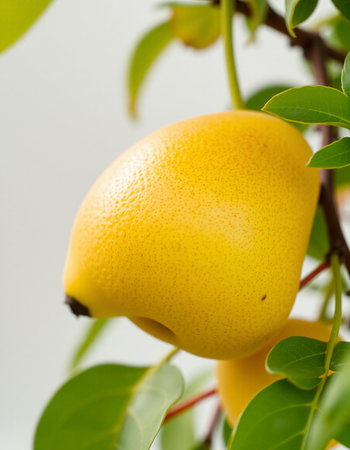 Ripe yellow pears on a tree branch on a white backgroundの写真素材