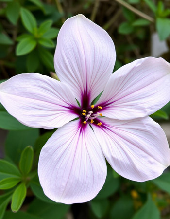 Close up of a pink flower in the garden with green background.の写真素材
