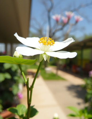 White flower in the garden with blue sky background. (Thailand)の写真素材