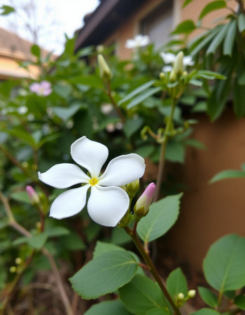 White flower in the garden on a background of green plants and treesの写真素材