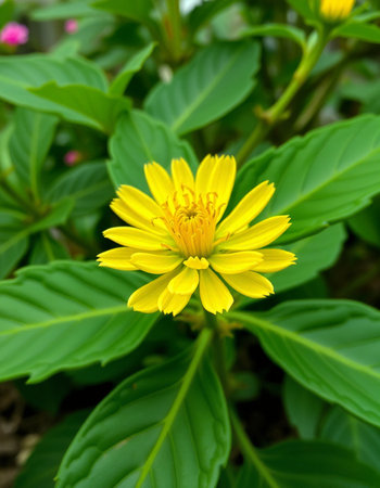 Calendula officinalis L.)の写真素材