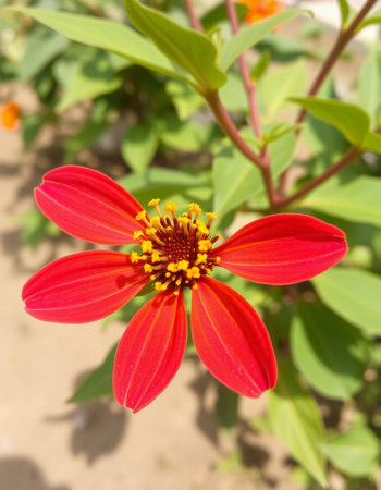 Red zinnia flower in the garden, closeup of photoの写真素材