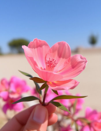 Pink flower in hand on the background of the sand dunes.の写真素材