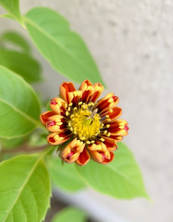 Zinnia flower in the garden,Gran Canaria,Spainの写真素材