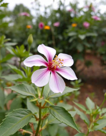 Hibiscus flower in the garden. (Hibiscus syriacus)の写真素材