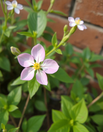 Close up of little pink flowers in the garden with brick wall backgroundの写真素材