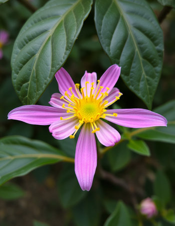 Purple flower in the garden,Thailand,close up.の写真素材
