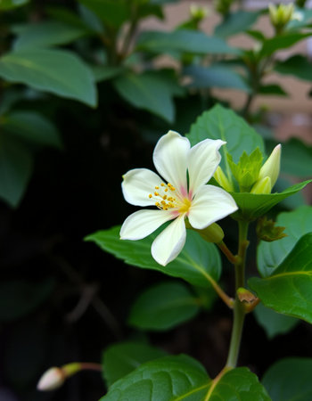 White flower in the garden with green leaves background,Thailand.の写真素材