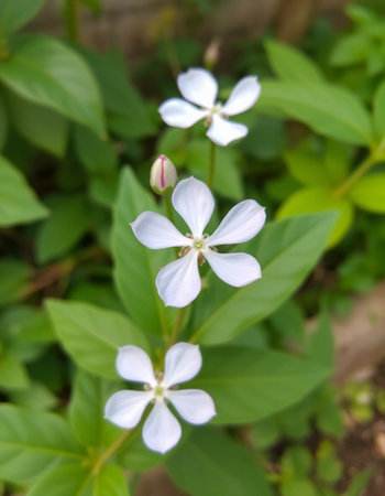 White flowers of Periwinkle, Periwinkle, Periwinkleの写真素材