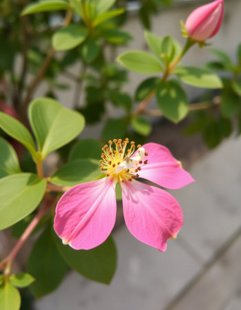 Pink flower with green leaves in the garden. Shallow depth of fieldの写真素材
