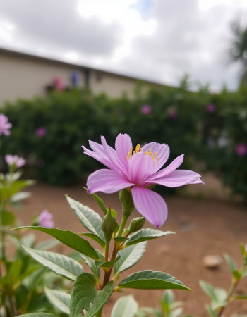 Beautiful pink flower in the garden with green leaves and white clouds