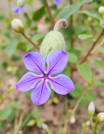Purple flower in the garden, Thailand. (Scientific name)