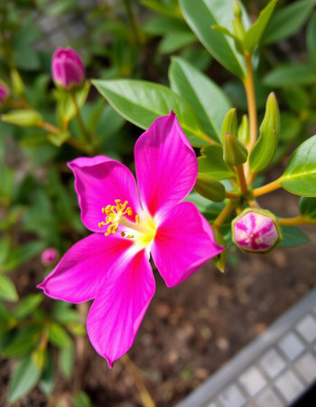 Beautiful pink flower in the garden at sunny day, stock photo