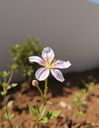 Beautiful flower in the garden on a sunny day. Macro.の写真素材