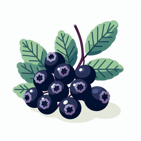 A bunch of ripe blueberries on a white background. Vector illustration.のイラスト素材