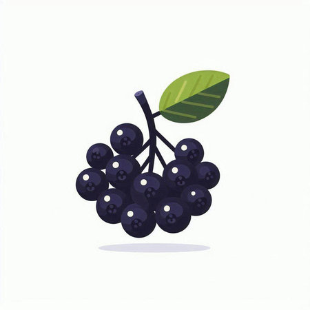 Vector illustration of a bunch of ripe black chokeberry on a white backgroundのイラスト素材