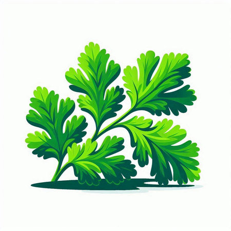Parsley. Vector illustration. Isolated on white background.のイラスト素材
