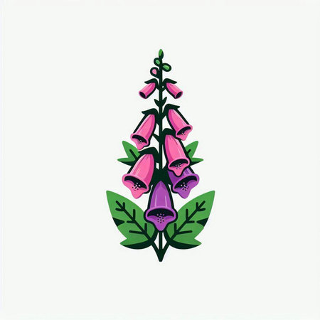 Digitalis purpurea, foxglove, foxglove, foxglove or foxglove vector illustrationのイラスト素材